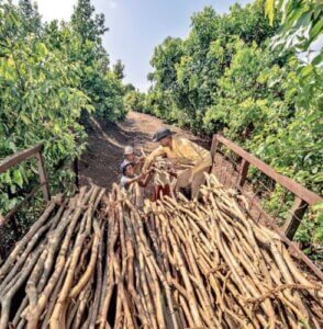 Tea Grower’s Story: Context for Humanity