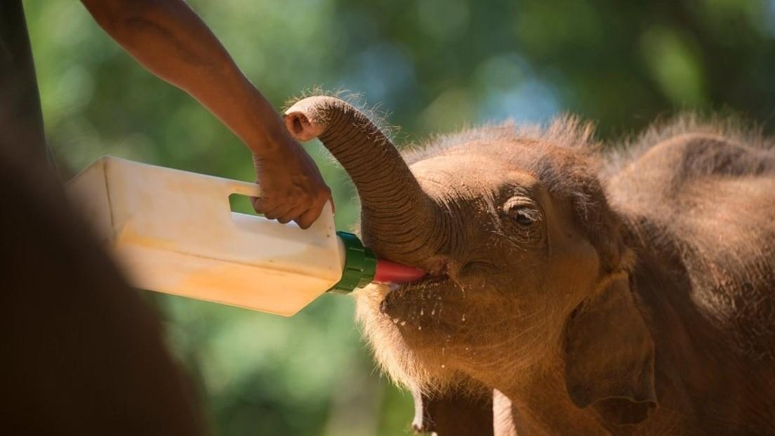 Dilmah Conservation protecting Sri Lanka wildlife1