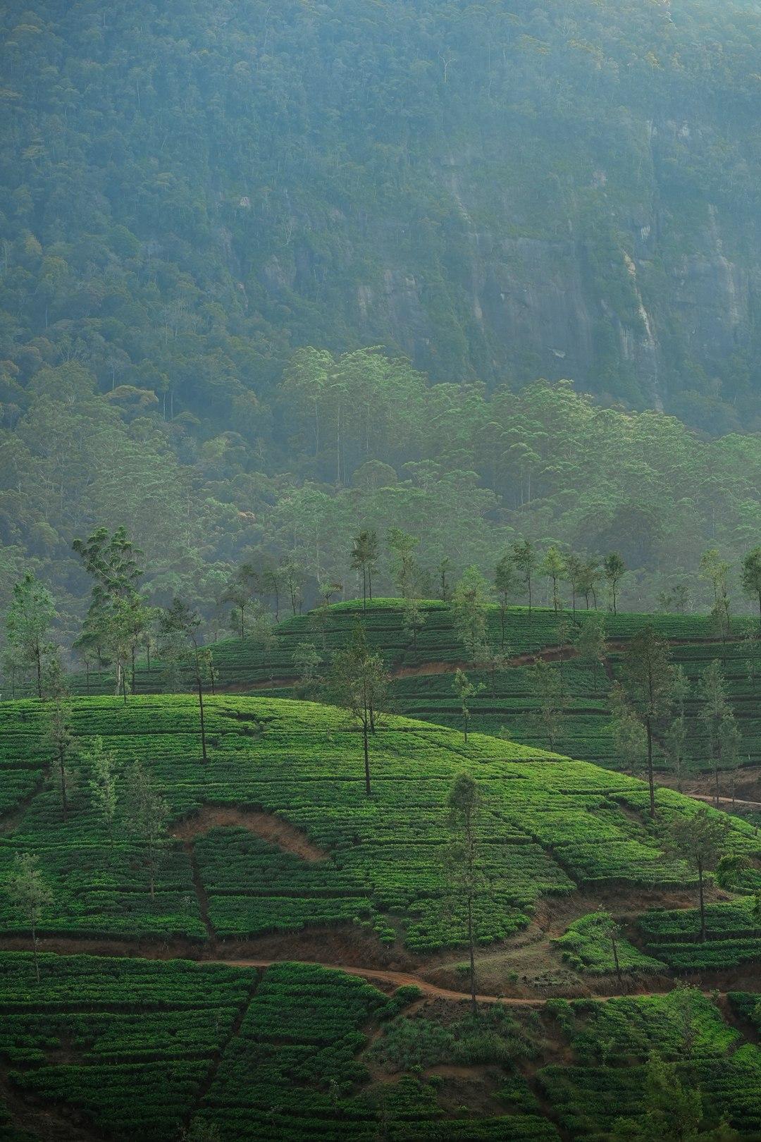 Mist-covered Ceylon tea gardens